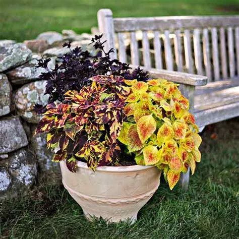 A Coleus Garden Adds Color to Any Corner